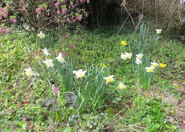 Early Spring daffodils emerging from their Winter rest