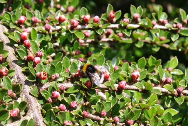 Busy bee