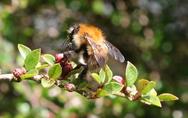 Bee hovering