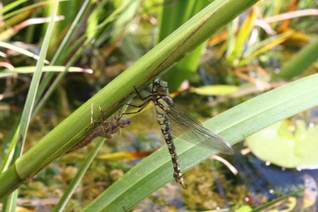 Dragonfly emerging from its chrysalis