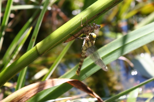 Dragonfly closeup