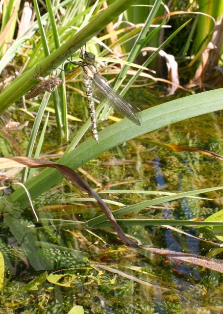 Dragonfly on stem