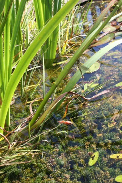 Dragonfly with fish