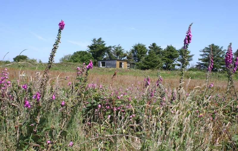 The Cabin across field with foxgloves