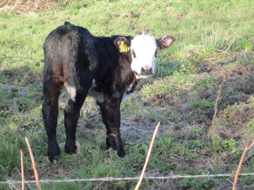 Black & White calf