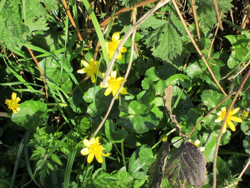 Celendines