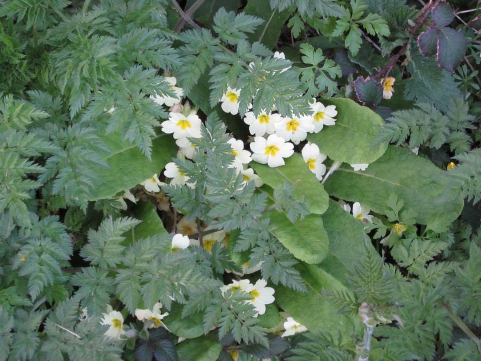 Primroses