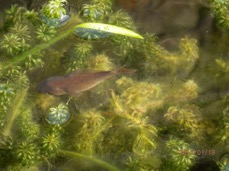 Fish.jpg