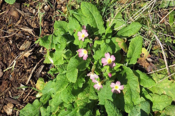 It's always exciting to see the first Primroses appear, heralding the imminent Spring
