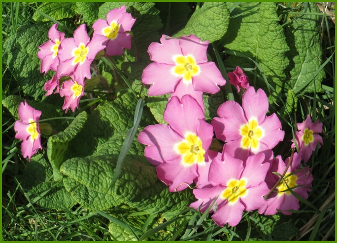Cabin path primroses