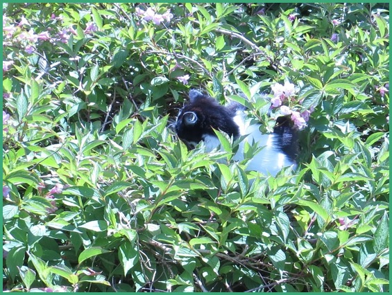 Chewie in his Weigela nest
