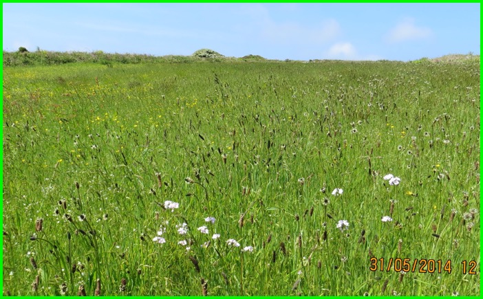 Front hay Meadow