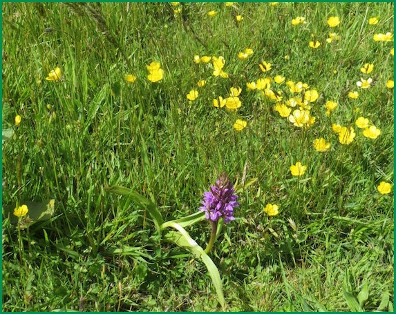 Orchid with Buttercups