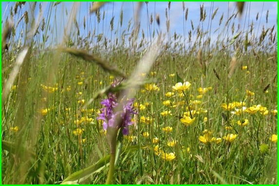 Shy Orchid hides amongst Buttercup admirers